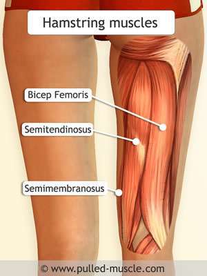 Pulled Hamstring pulled hamstring